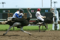 See the Ostrich Races in Houston