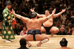 Attend a Sumo Match