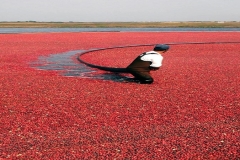 Wade in a Cranberry Bog